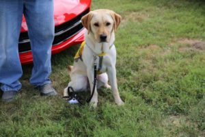Guests to the 2018 Spirit of Midwest “Rides for Guides” Classic Auto Show were greeted by GDA Director Russ Gittlen and guide dog, Stetson, a spirited 2-year-old just weeks from meeting his new visually-impaired recipient.